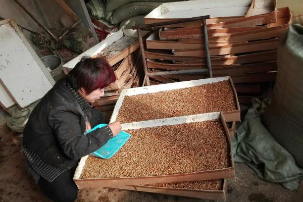 养殖黄粉虫的方法，平时投喂麸皮、米糠等食物