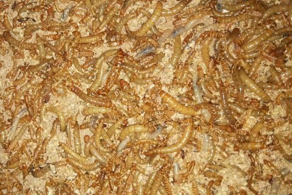 养殖黄粉虫的方法，平时投喂麸皮、米糠等食物