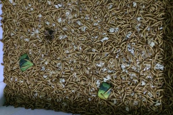 养殖黄粉虫的方法，平时投喂麸皮、米糠等食物
