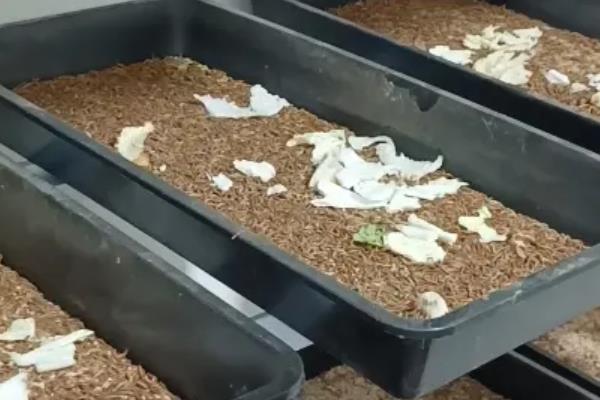 养殖黄粉虫的方法，平时投喂麸皮、米糠等食物