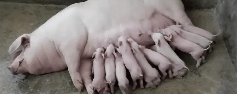 怎么避免母猪压到小猪，定期给小猪喂奶可防止它们影响母猪休息