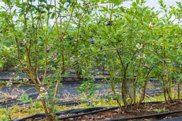 蓝丰蓝莓的简介，具有良好的适应性、丰产性等特点