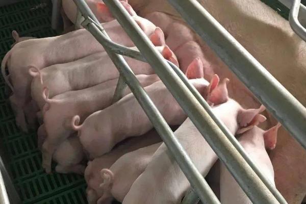 怎么避免母猪压到小猪，定期给小猪喂奶可防止它们影响母猪休息