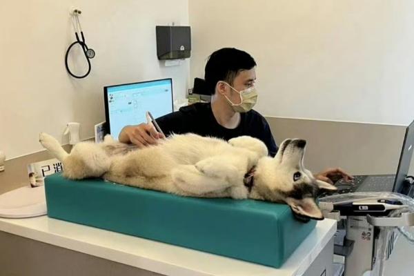 给狗绝育前要的检查是什么，通过生化检查判断其身体是否适合做手术