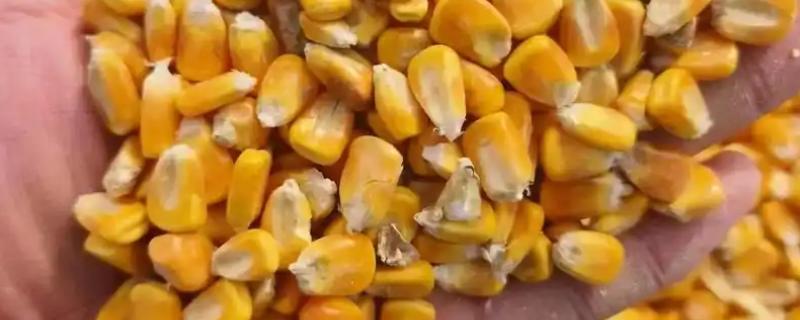 新玉米喂猪有什么危害，会导致猪拉稀