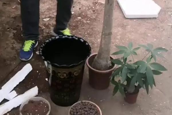 发财树在什么季节移栽，春秋季节均可