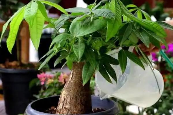 发财树在什么季节移栽，春秋季节均可