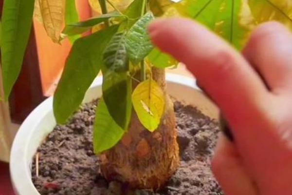 发财树在什么季节移栽，春秋季节均可