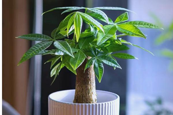 发财树在什么季节移栽，春秋季节均可