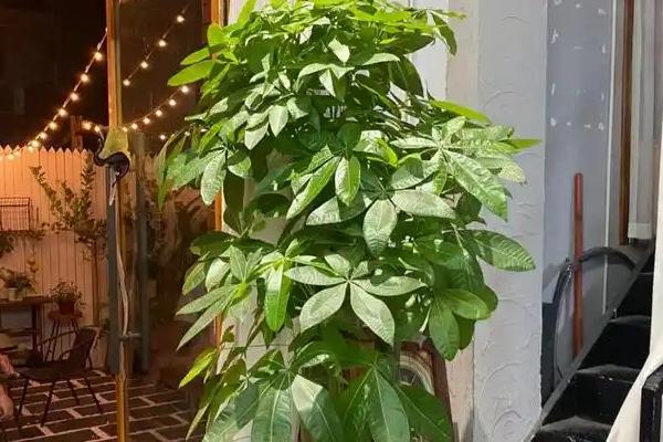 发财树在什么季节移栽，春秋季节均可