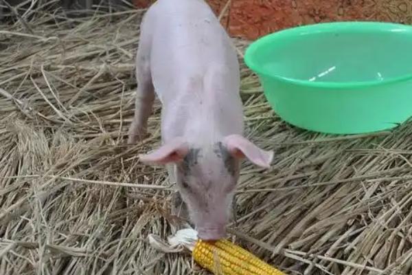 新玉米喂猪有什么危害，会导致猪拉稀