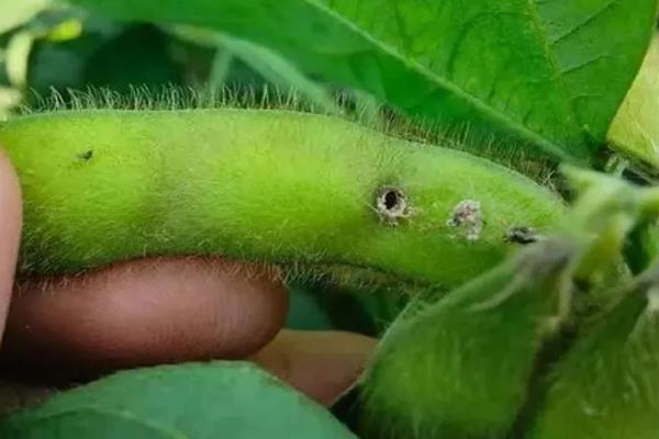 大豆病虫害及防治方法，不同病害的防治方法不同