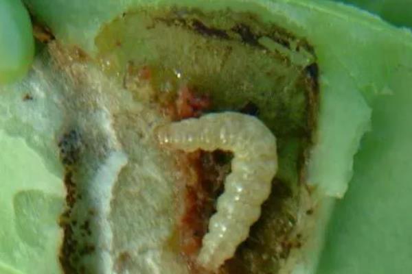大豆病虫害及防治方法，不同病害的防治方法不同