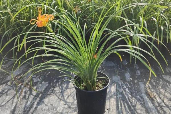 萱草的寓意，寓意遗忘的爱、母爱深厚等