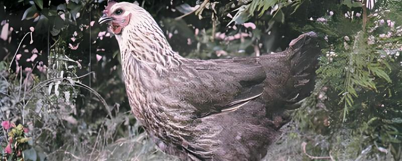 米易鸡怎么养殖，夏季让鸡棚保持通风