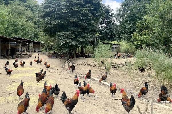 米易鸡怎么养殖，夏季让鸡棚保持通风
