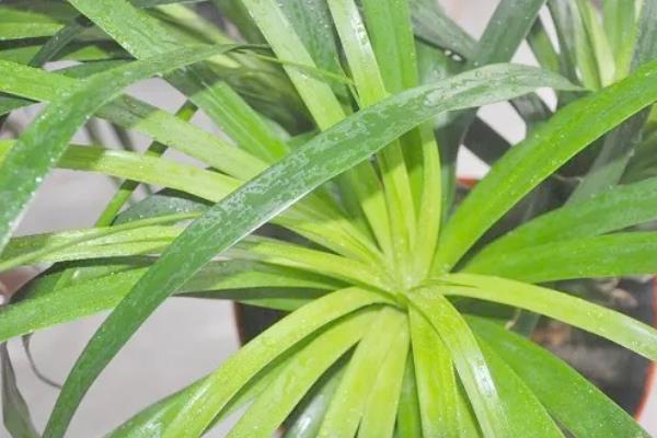 龙须树叶片被冻死了如何解决，需剪除枯枝烂枝并对伤口消毒