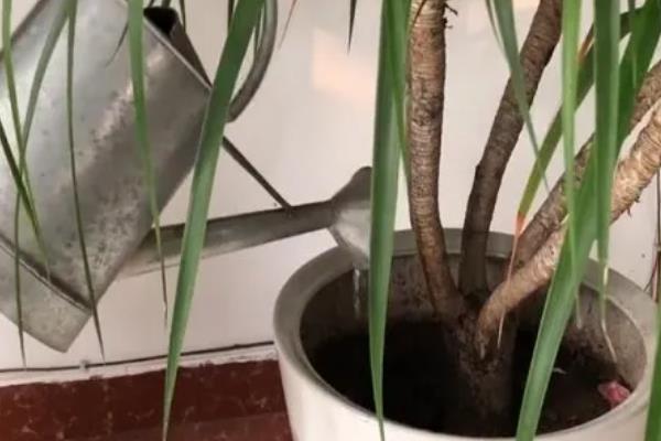 龙须树叶片被冻死了如何解决，需剪除枯枝烂枝并对伤口消毒