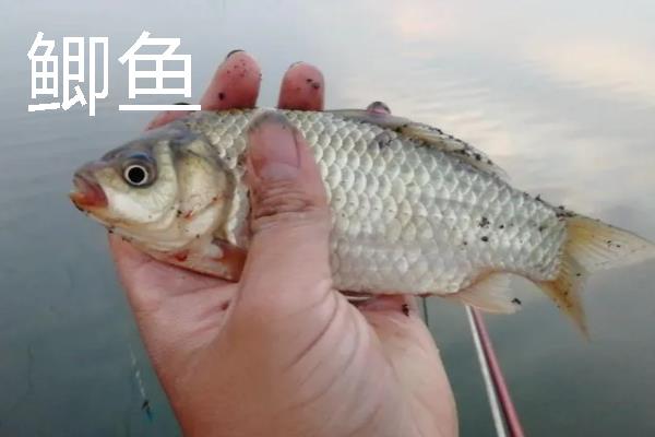 3号海夕钩一般配几号子线，一般搭配0.8号子线