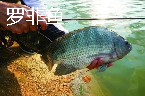 3号海夕钩一般配几号子线，一般搭配0.8号子线