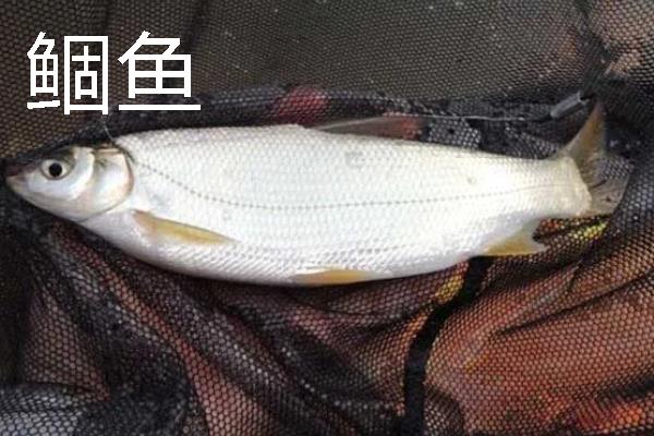 3号海夕钩一般配几号子线，一般搭配0.8号子线