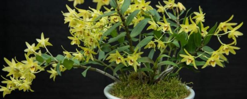 怎么养石斛花，花盆要选择有排水孔的