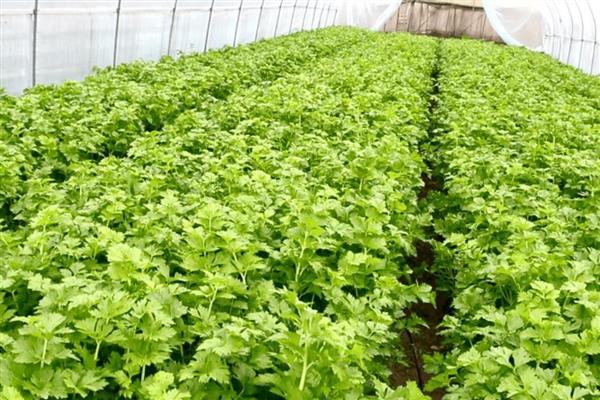 芹菜烂心的原因与防治方法，可能是缺钙、缺硼所致