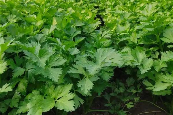芹菜烂心的原因与防治方法，可能是缺钙、缺硼所致