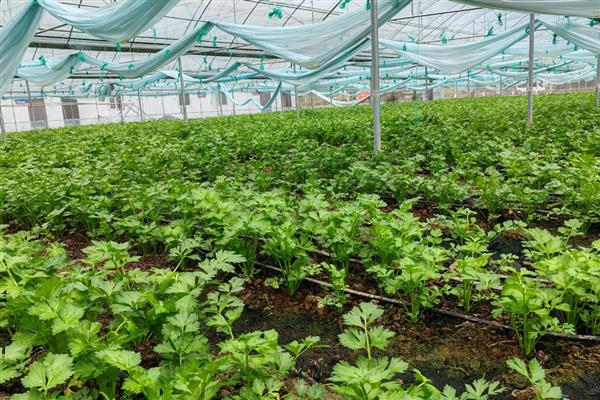 芹菜烂心的原因与防治方法，可能是缺钙、缺硼所致