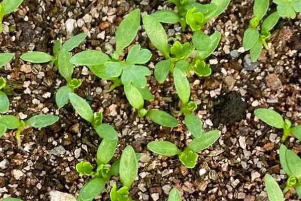 芹菜烂心的原因与防治方法，可能是缺钙、缺硼所致