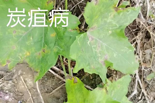 丝瓜病害症状，发生霜霉病时叶片上会出现淡黄色至鲜黄色病斑