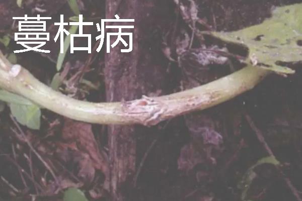 丝瓜病害症状，发生霜霉病时叶片上会出现淡黄色至鲜黄色病斑