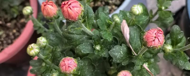 菊花的养殖方式，开花后要定期喷施磷酸二氢钾