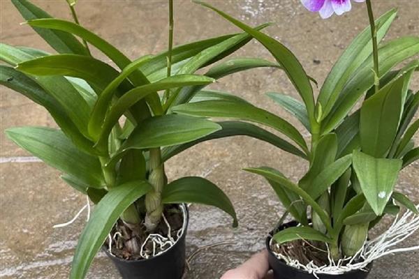 怎么养石斛花，花盆要选择有排水孔的