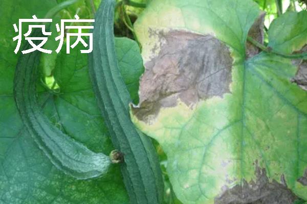 丝瓜病害症状，发生霜霉病时叶片上会出现淡黄色至鲜黄色病斑
