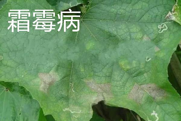 丝瓜病害症状，发生霜霉病时叶片上会出现淡黄色至鲜黄色病斑