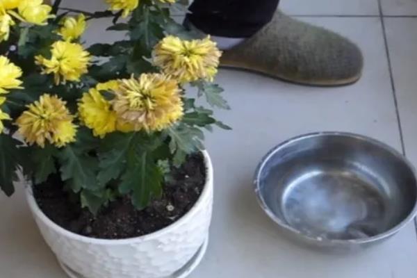菊花的养殖方式，开花后要定期喷施磷酸二氢钾