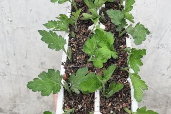 菊花的养殖方式，开花后要定期喷施磷酸二氢钾