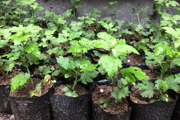 菊花的养殖方式，开花后要定期喷施磷酸二氢钾
