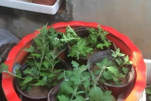 菊花的养殖方式，开花后要定期喷施磷酸二氢钾