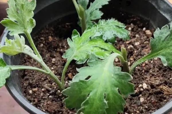 菊花的养殖方式，开花后要定期喷施磷酸二氢钾