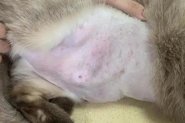 猫湿疹的防治方法，主要是消除诱发病因