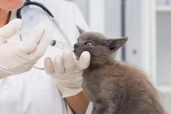 猫湿疹的防治方法，主要是消除诱发病因