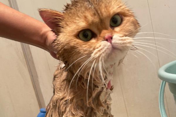 猫湿疹的防治方法，主要是消除诱发病因