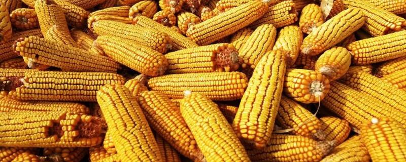白玉糯168玉米品种简介，中等肥力以上地块栽培