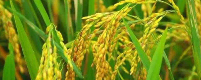 深两优8170水稻种子特点，晚造全生育期116～117天