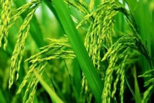 广新油占2号水稻种子特点，注意防治稻瘟病和白叶枯病