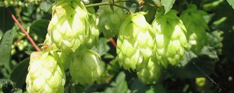 蛇麻花的花期，在7-8月