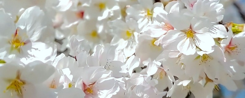樱花有没有白色的，樱花有白色品种
