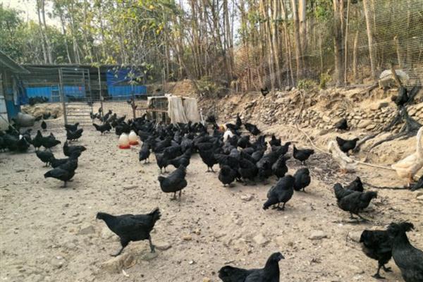 哪里有黑凤鸡鸡苗出售，可在网上或养殖场购买